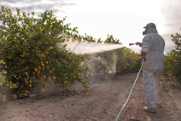 Best Flea Control Services  in Castle Rock, CO