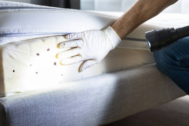 Best Pest Removal Services  in Castle Rock, CO