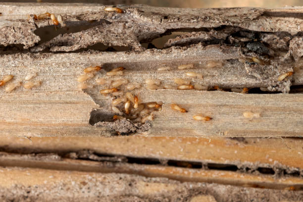 Best Commercial Pest Control Services  in Castle Rock, CO