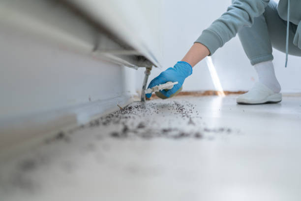 Best Exterminator Services  in Castle Rock, CO